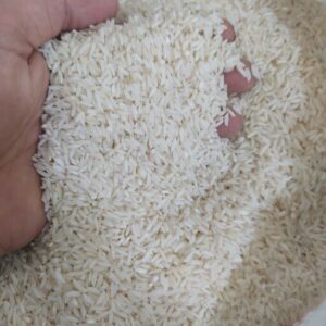 برنج حصارمشمپا